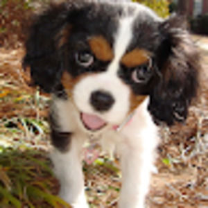 Meet your Posher, Ruby